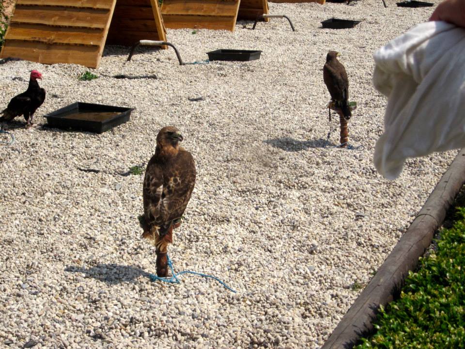 Sint-Martinus den XIIde - Kamp Curfoz JVK 2013